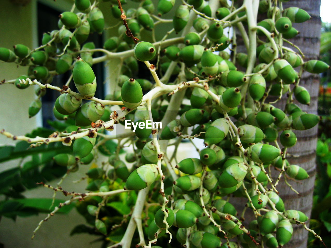 CLOSE-UP OF FRUIT ON TREE