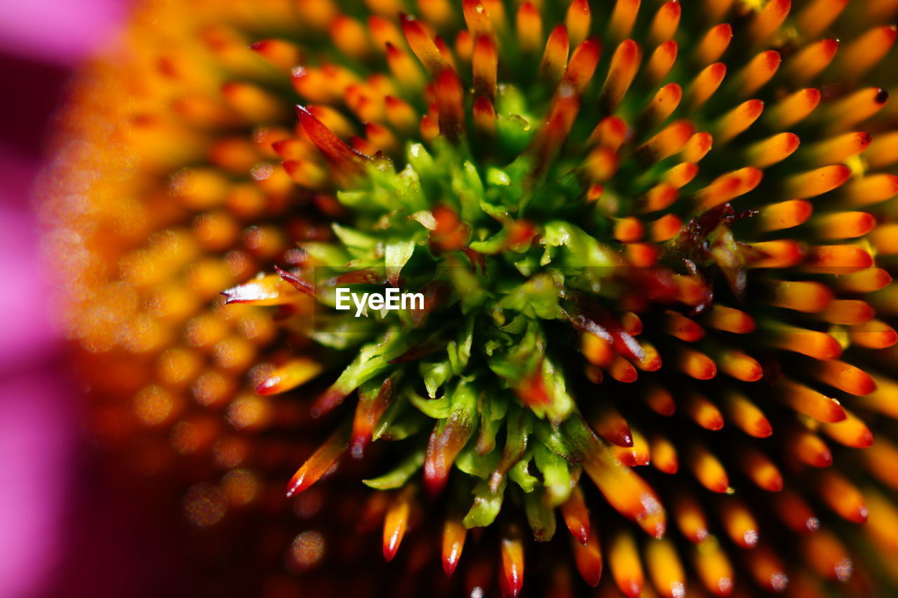 Extreme close-up of flower