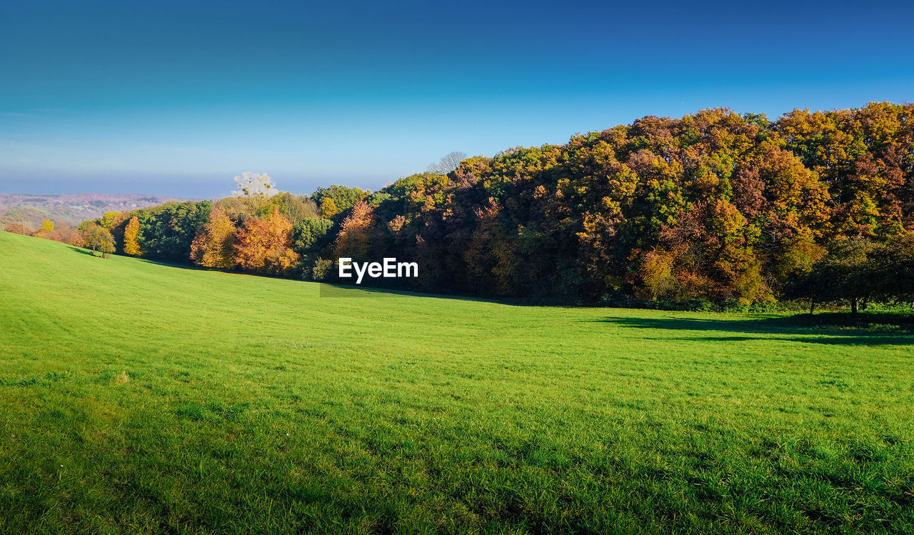 SCENIC VIEW OF FIELD AGAINST CLEAR SKY