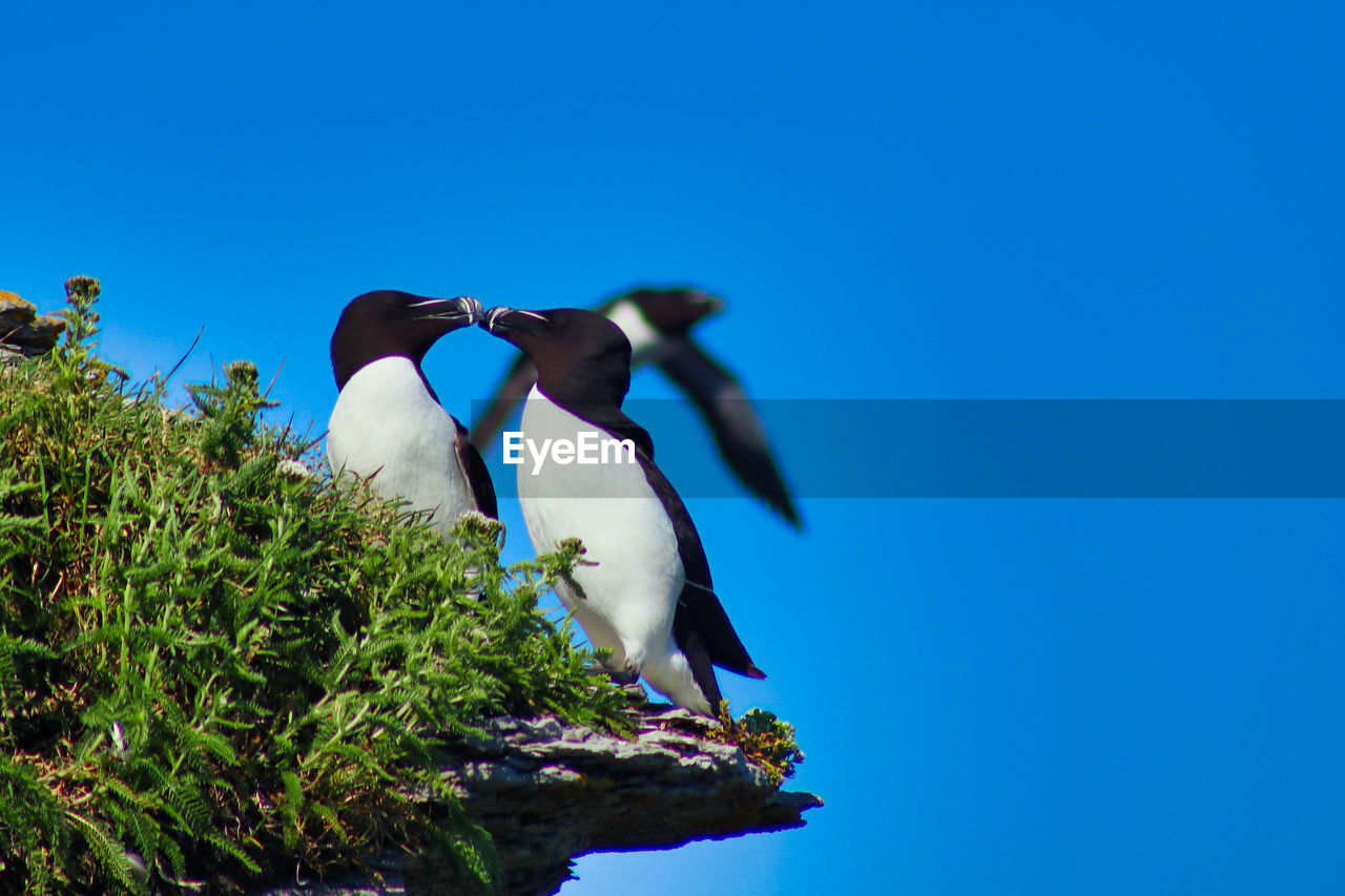 BIRDS PERCHING ON A TREE