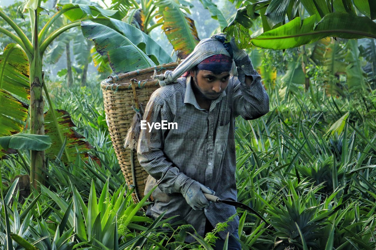 Pineapple field worker working in morning time with a basket attached on the back