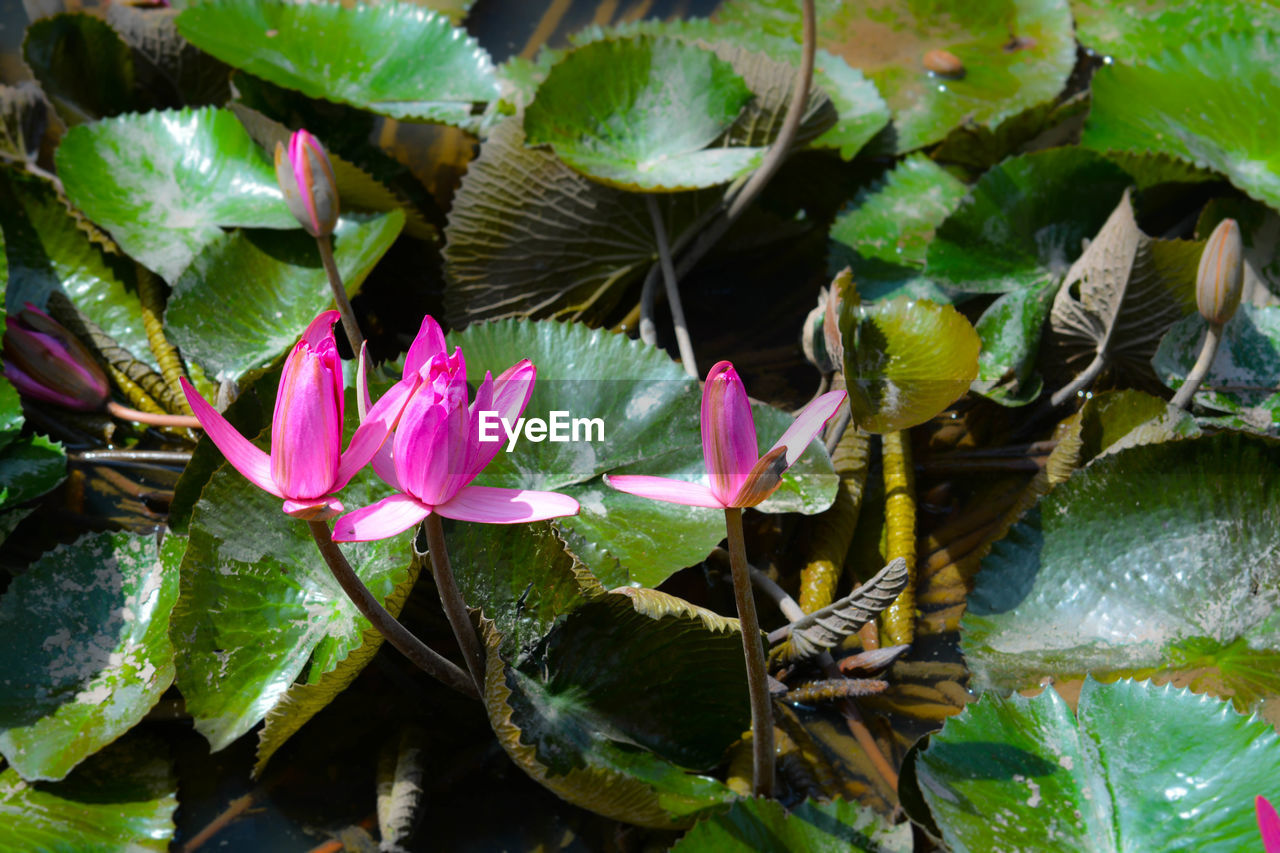 CLOSE-UP OF LOTUS WATER LILY