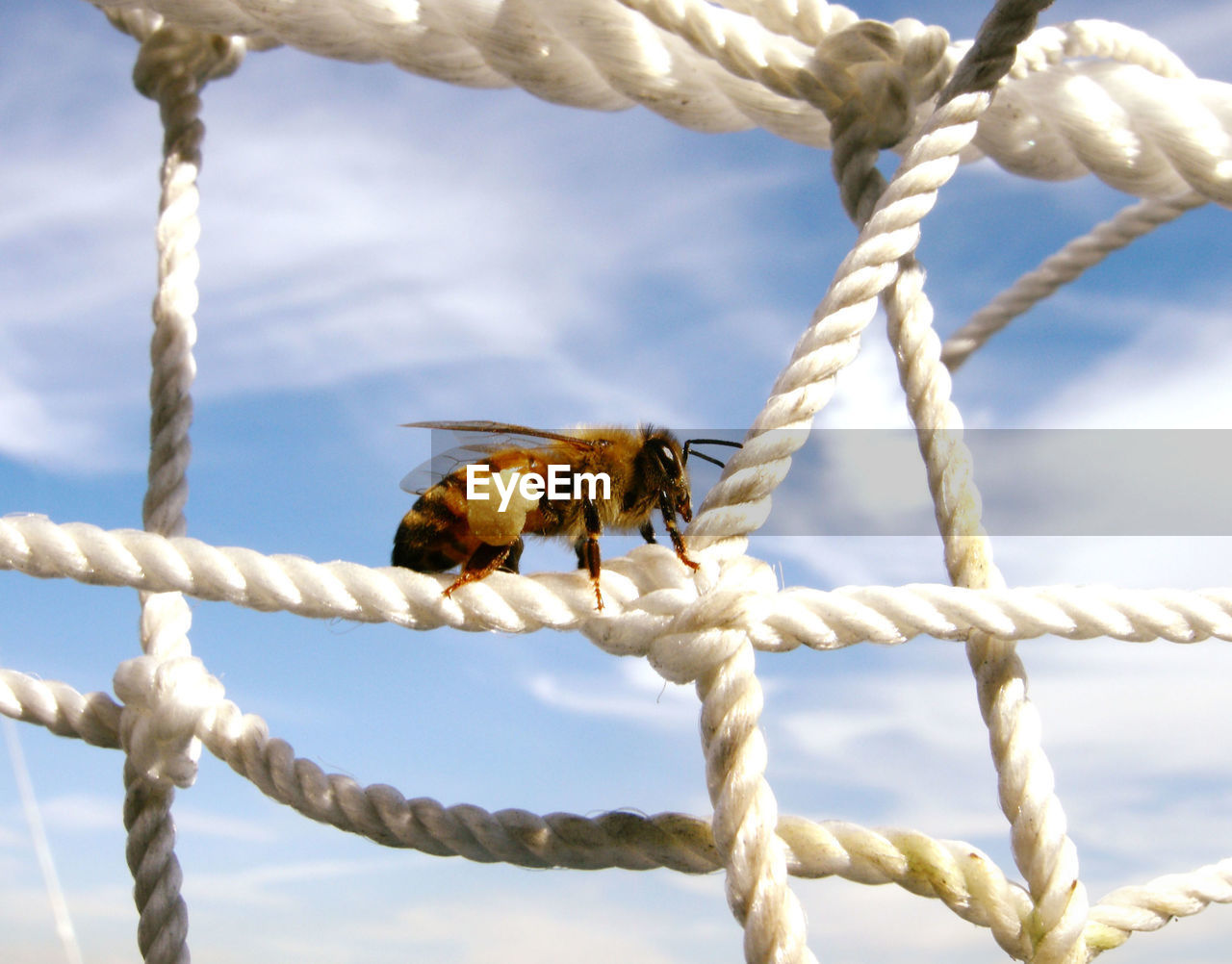 rope, branch, animal, animal themes, strength, nature, bird, knot, sky, animal wildlife, no people, insect, one animal, wing, day, cloud, tied knot, outdoors, wildlife, close-up, protection