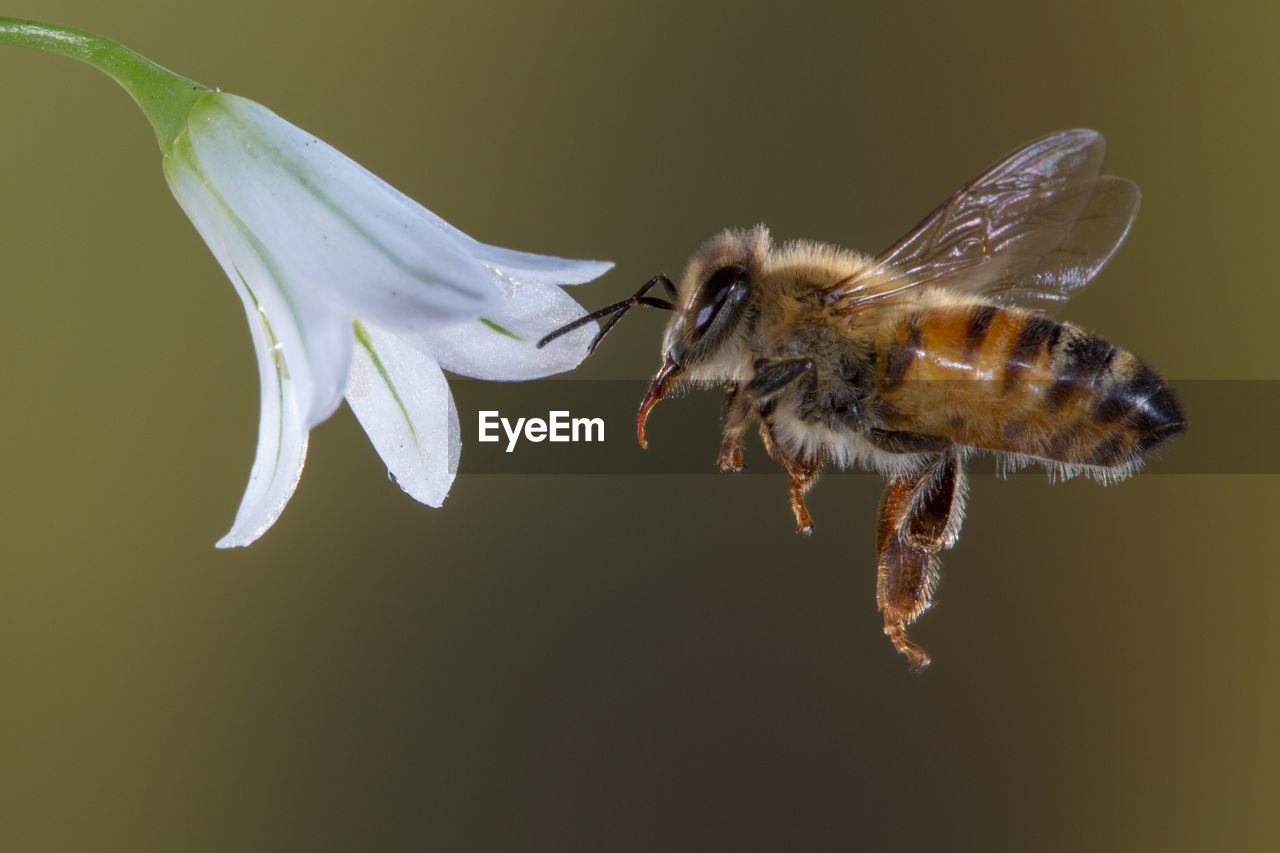 CLOSE-UP OF HOUSEFLY ON FLOWER