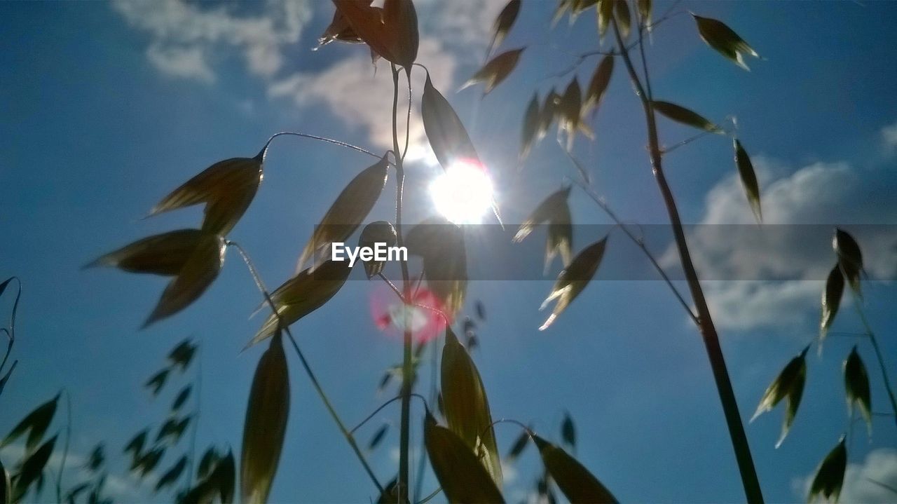 SUN SHINING THROUGH TREES