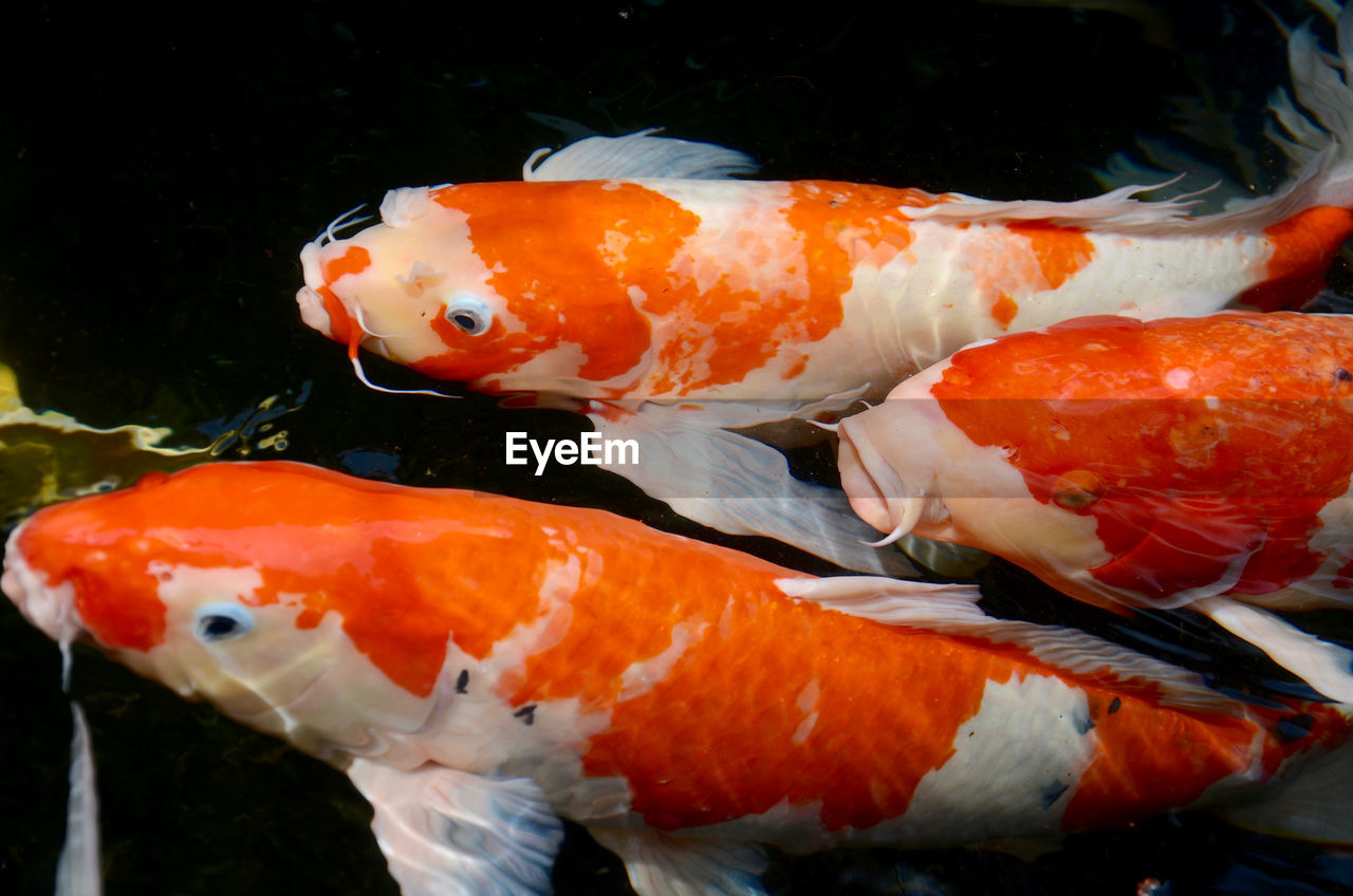 CLOSE-UP OF FISHES IN WATER