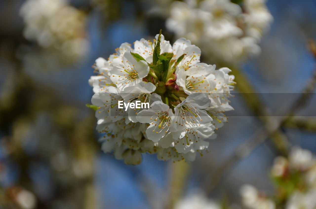 CLOSE-UP OF WHITE FLOWERS BLOOMING