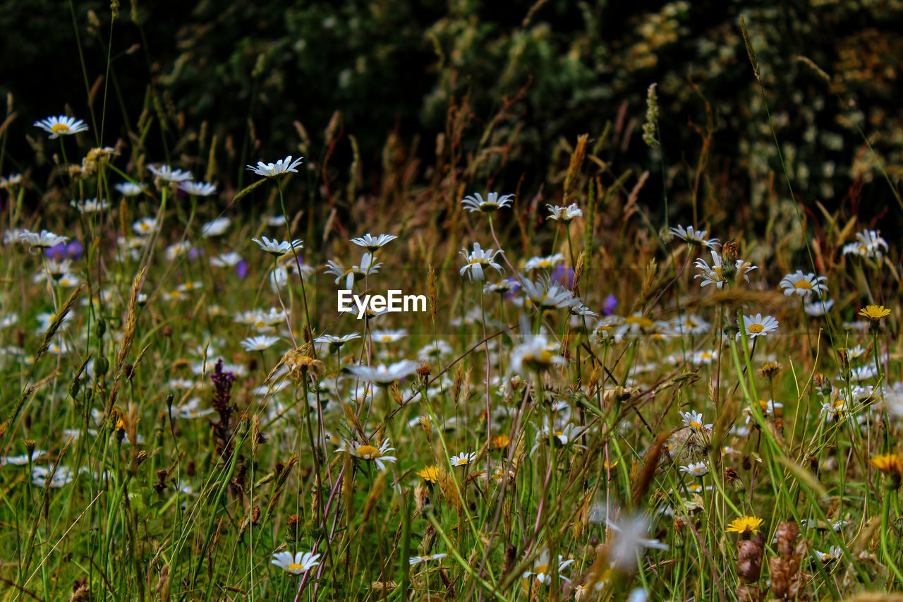 Flowering plants on field