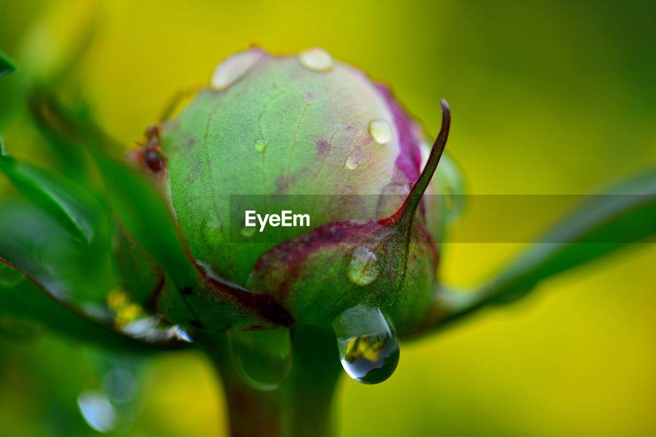 CLOSE-UP OF WET FLOWER BUDS ON PLANT