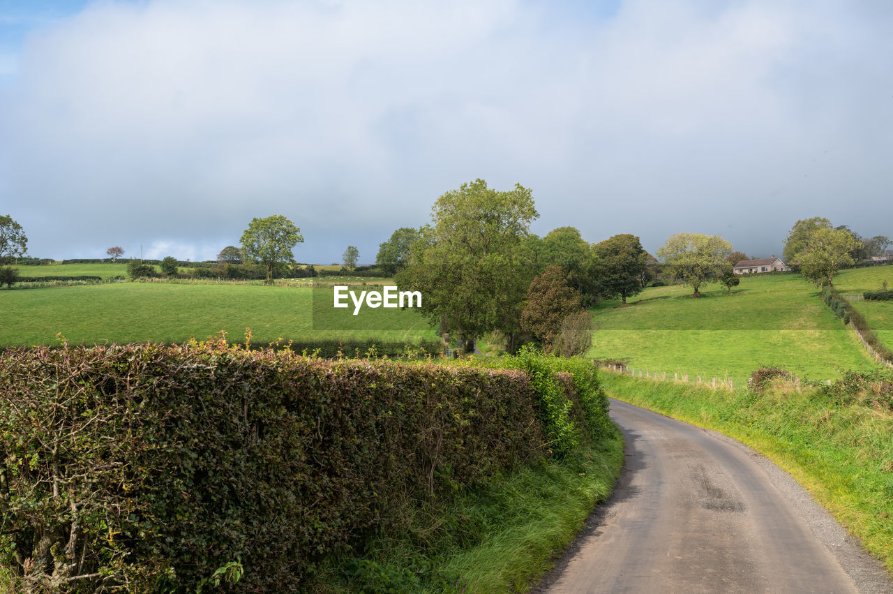 SCENIC VIEW OF ROAD AMIDST TREES AGAINST SKY