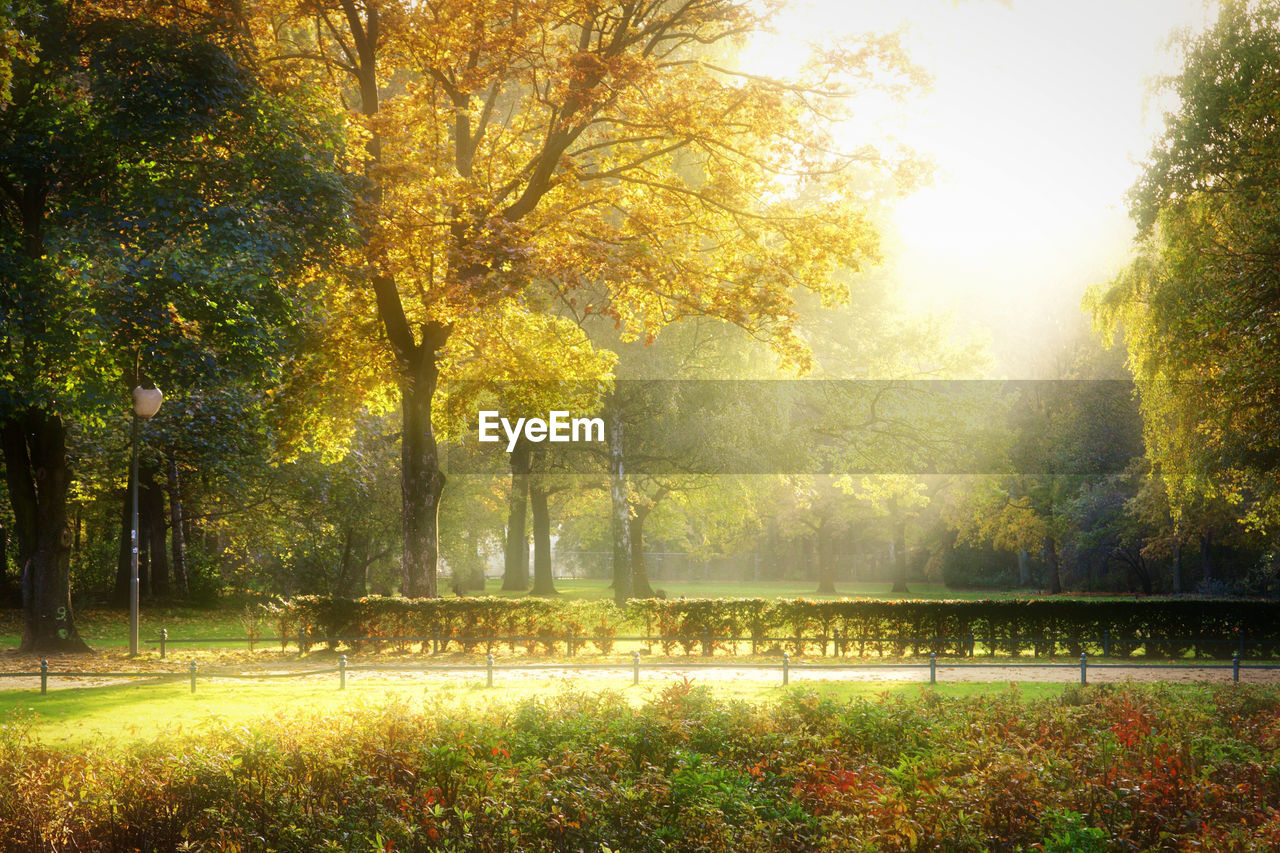 TREES ON GRASSY FIELD