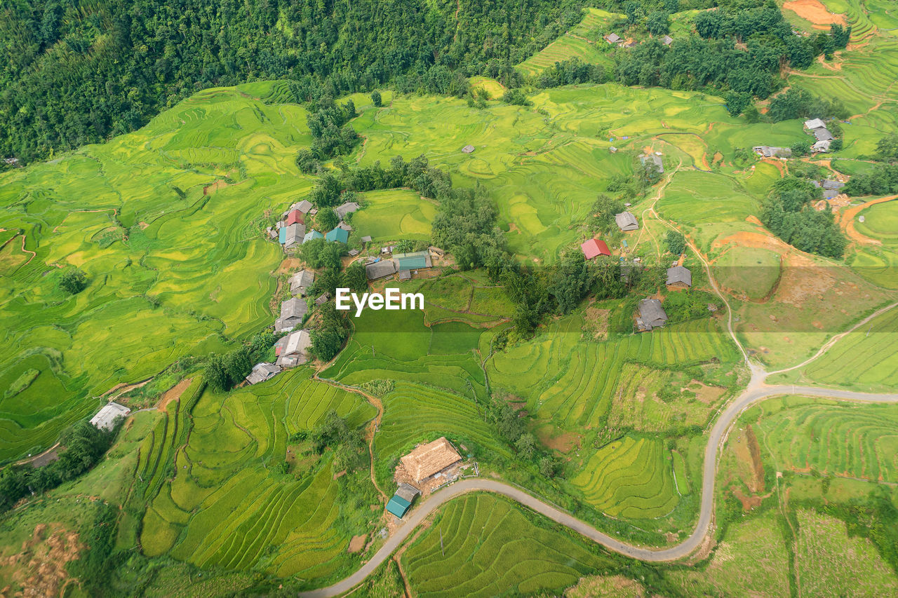 HIGH ANGLE VIEW OF TREES GROWING IN FARM