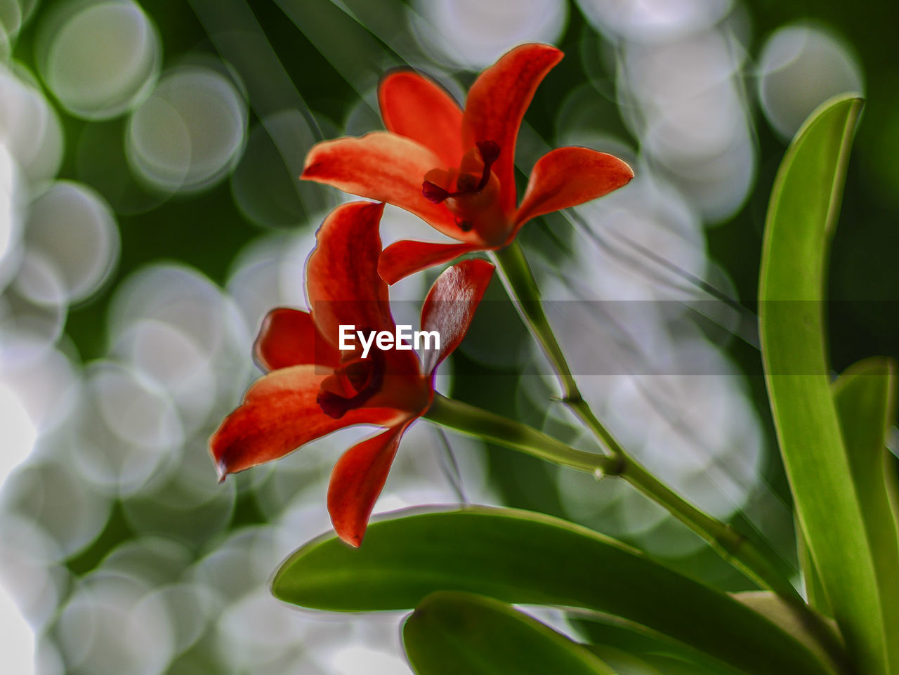 CLOSE-UP OF RED FLOWER