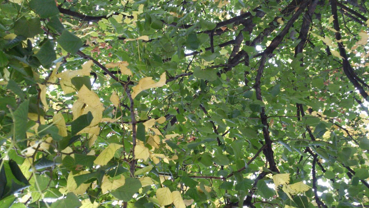 Upward view of tree branches with green leaves