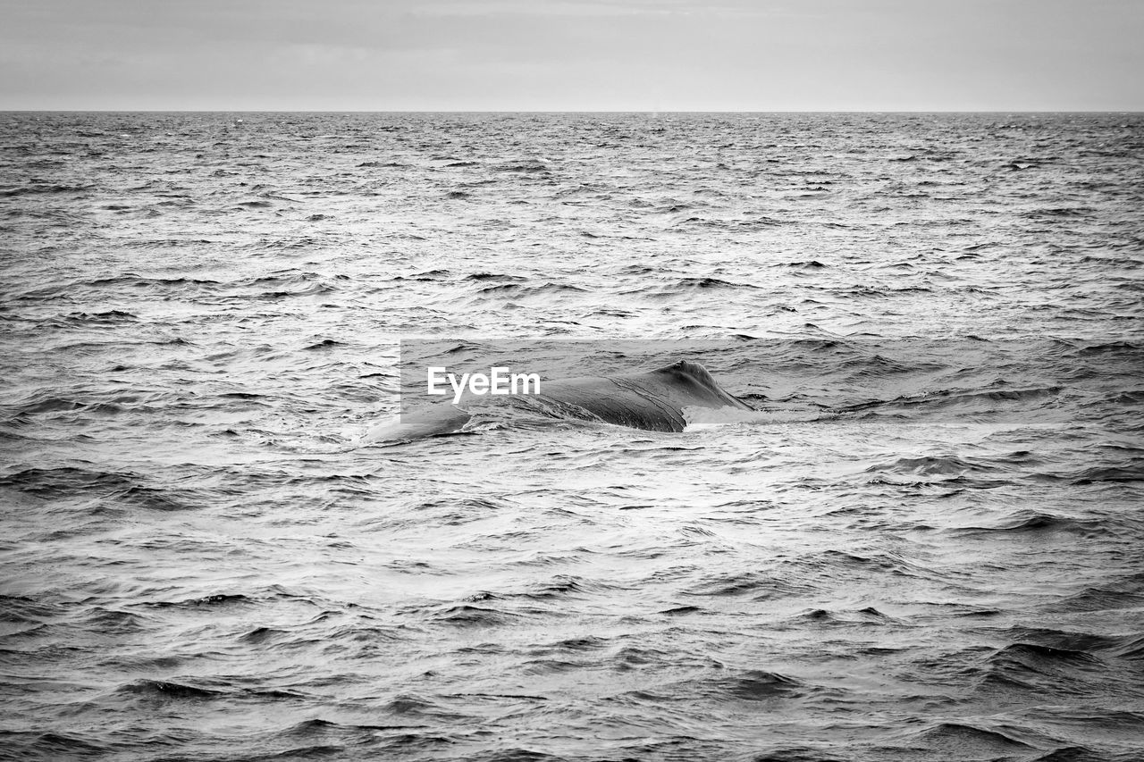 VIEW OF TURTLE IN SEA AGAINST SKY