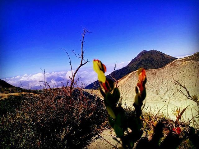 PLANTS GROWING ON FIELD AGAINST CLEAR SKY