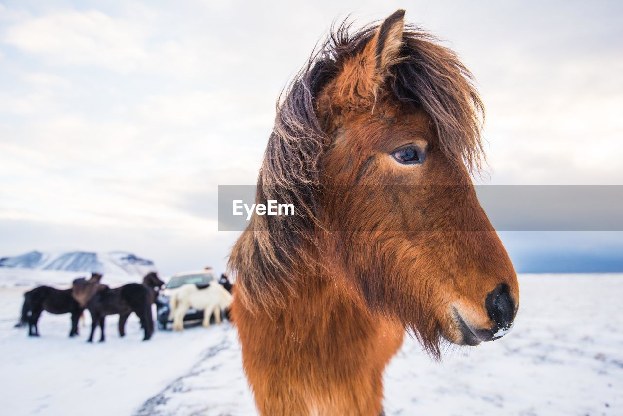 Close-up of horse standing on snow field against sky