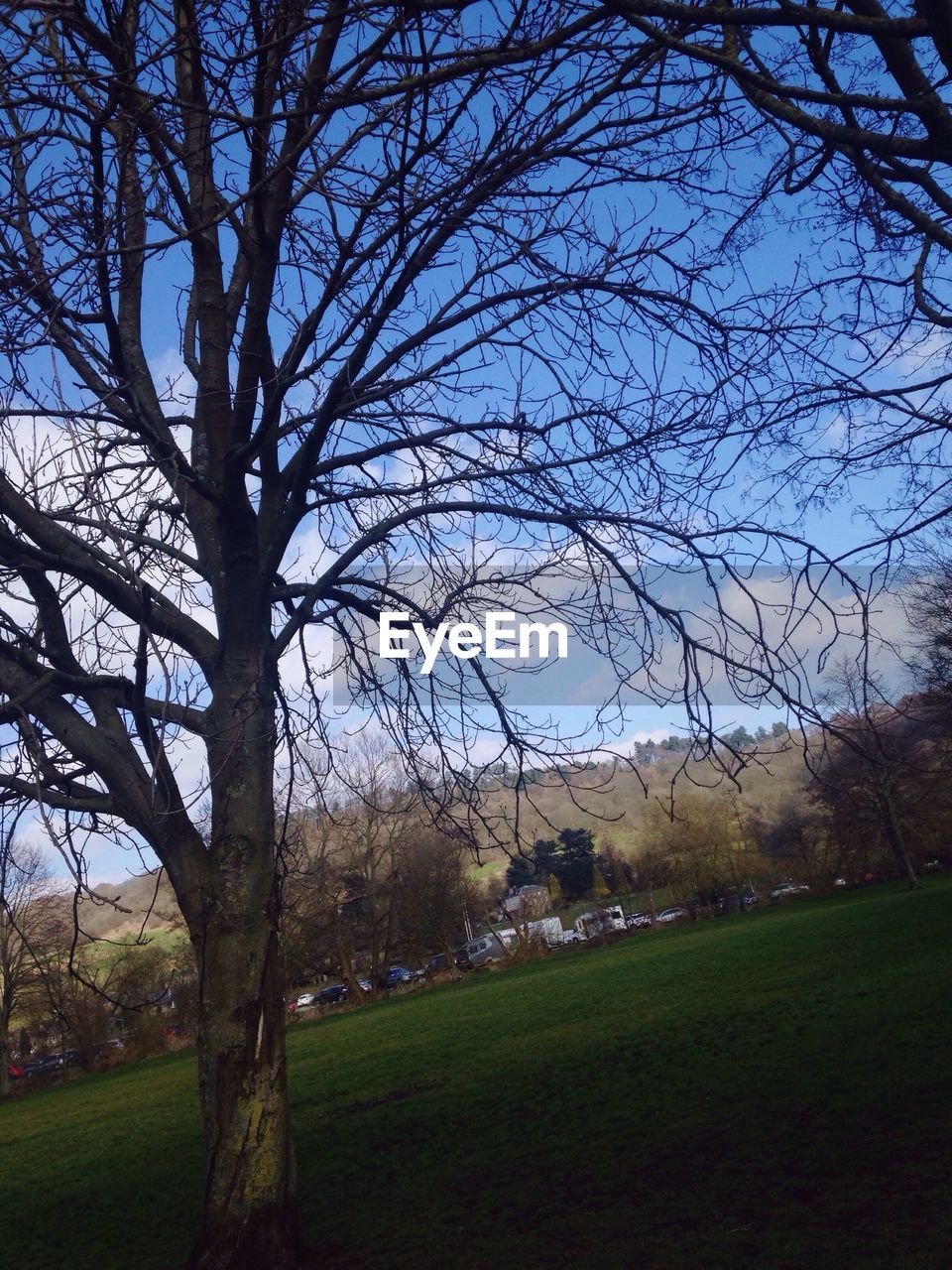 TREES ON GRASSY FIELD AGAINST SKY