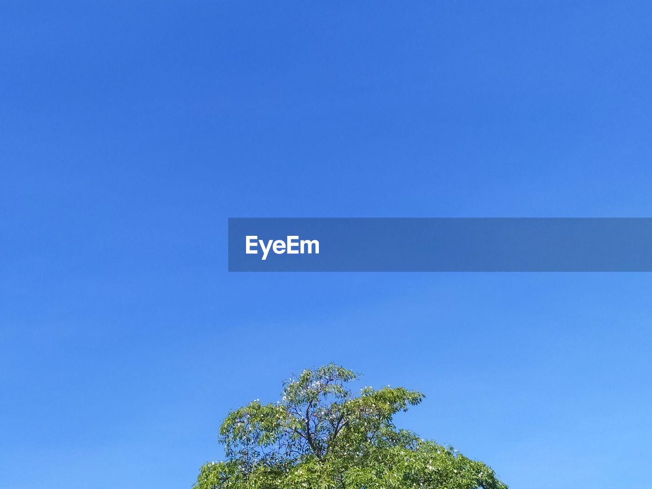 LOW ANGLE VIEW OF TREES AGAINST CLEAR BLUE SKY