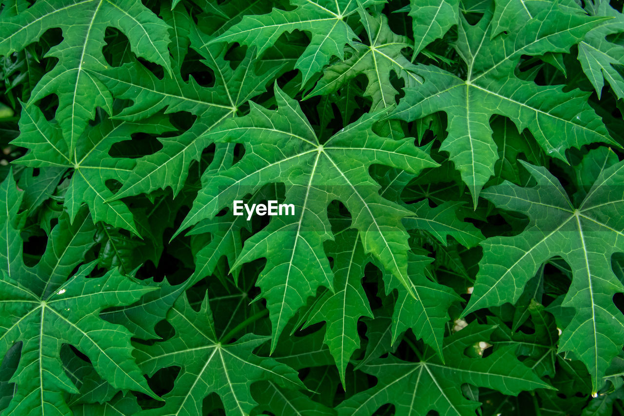 Full frame shot of green leaves