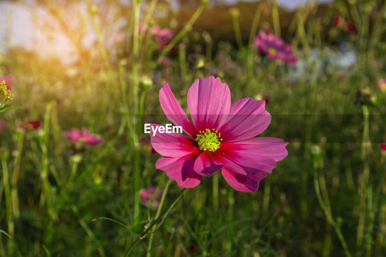 CLOSE-UP OF PINK COSMOS FLOWER