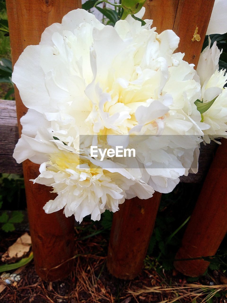 flower, plant, flowering plant, white, beauty in nature, freshness, nature, close-up, petal, fragility, flower head, inflorescence, growth, no people, day, outdoors