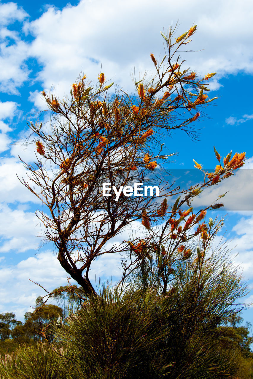 nature, sky, cloud, plant, tree, flower, leaf, branch, no people, grass, beauty in nature, blue, low angle view, autumn, growth, outdoors, sunlight, day, environment, landscape, scenics - nature, animal wildlife, tranquility, food, blossom