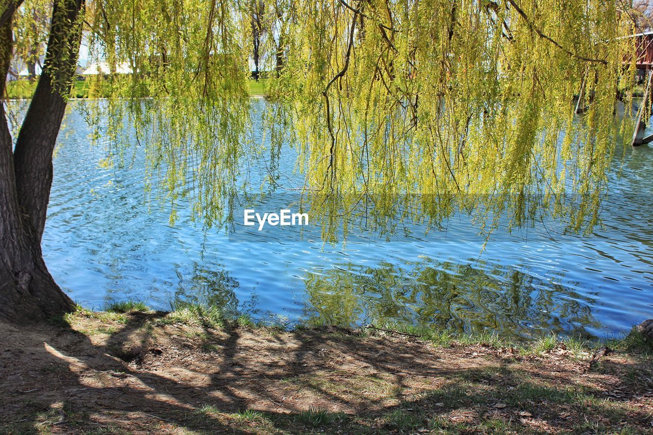 Reflection of trees in water