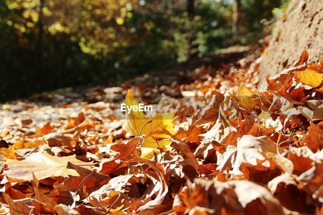 Surface level of fallen leaves on field