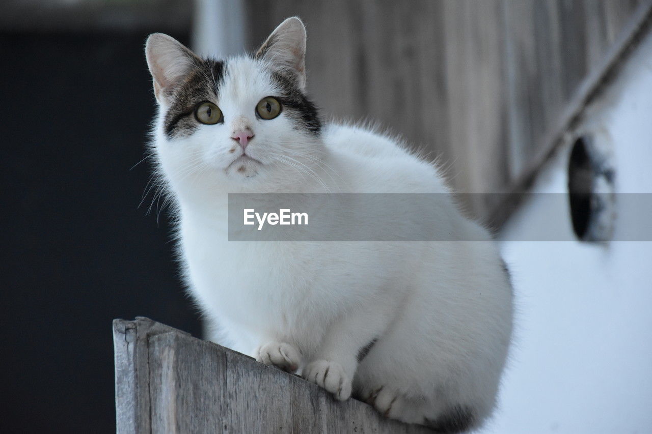 pet, cat, animal themes, animal, mammal, domestic animals, domestic cat, feline, one animal, white, whiskers, portrait, small to medium-sized cats, felidae, animal hair, looking at camera, cute, no people, sitting, eye, carnivore, animal body part, relaxation, wood, young animal, looking