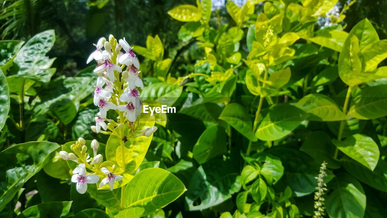 CLOSE-UP OF FLOWERS BLOOMING IN PARK