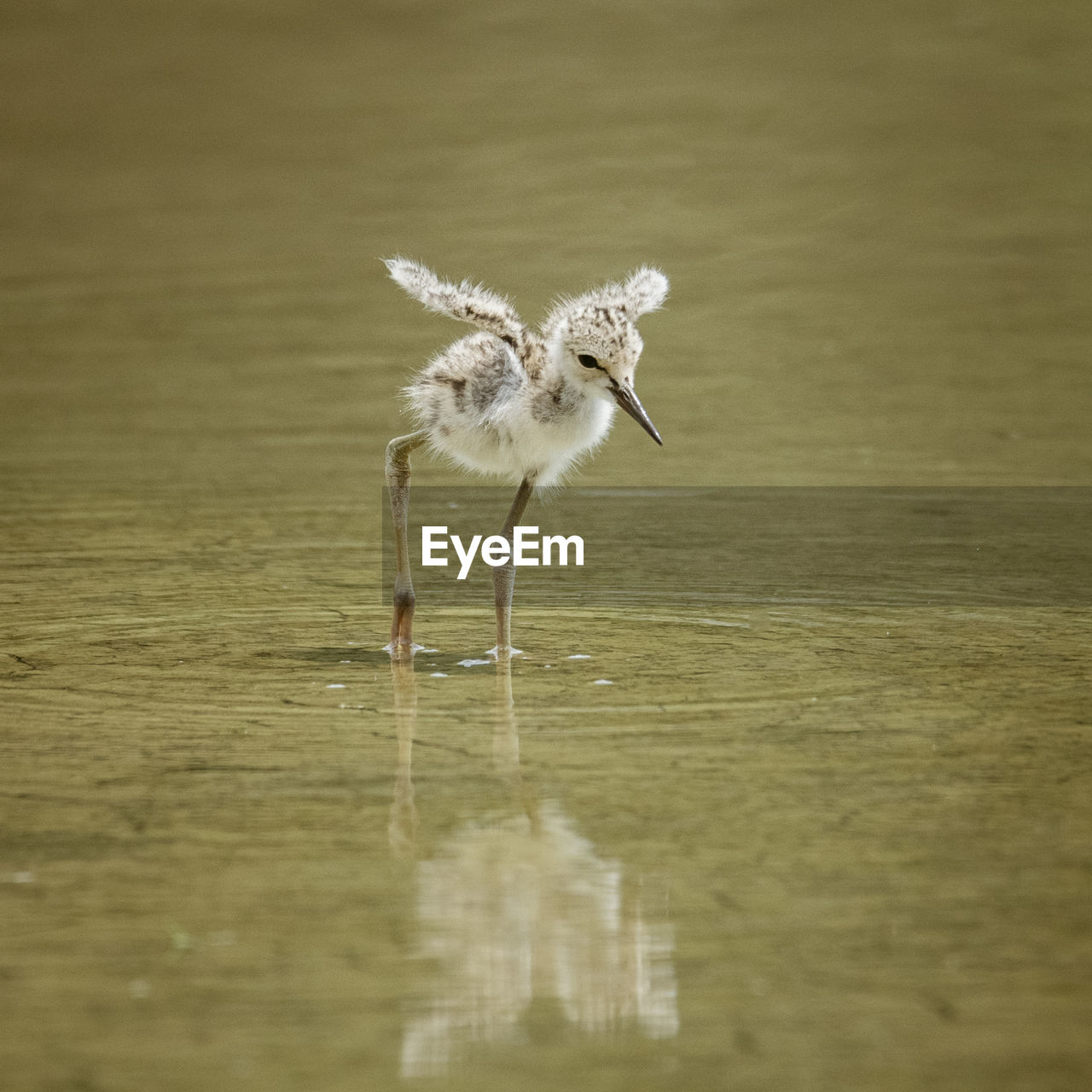 Baby bird perching on a lake