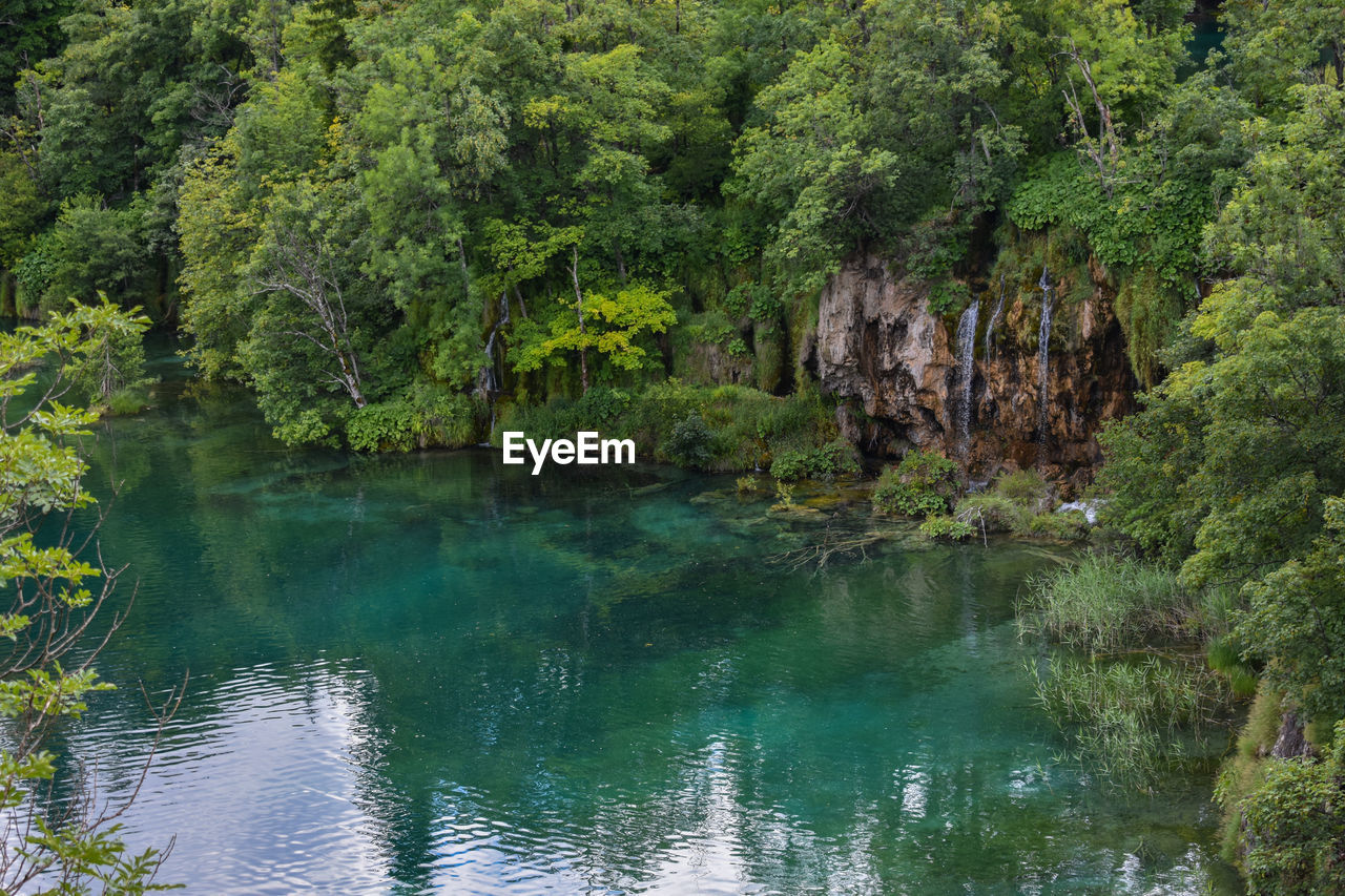 Scenic view of forest