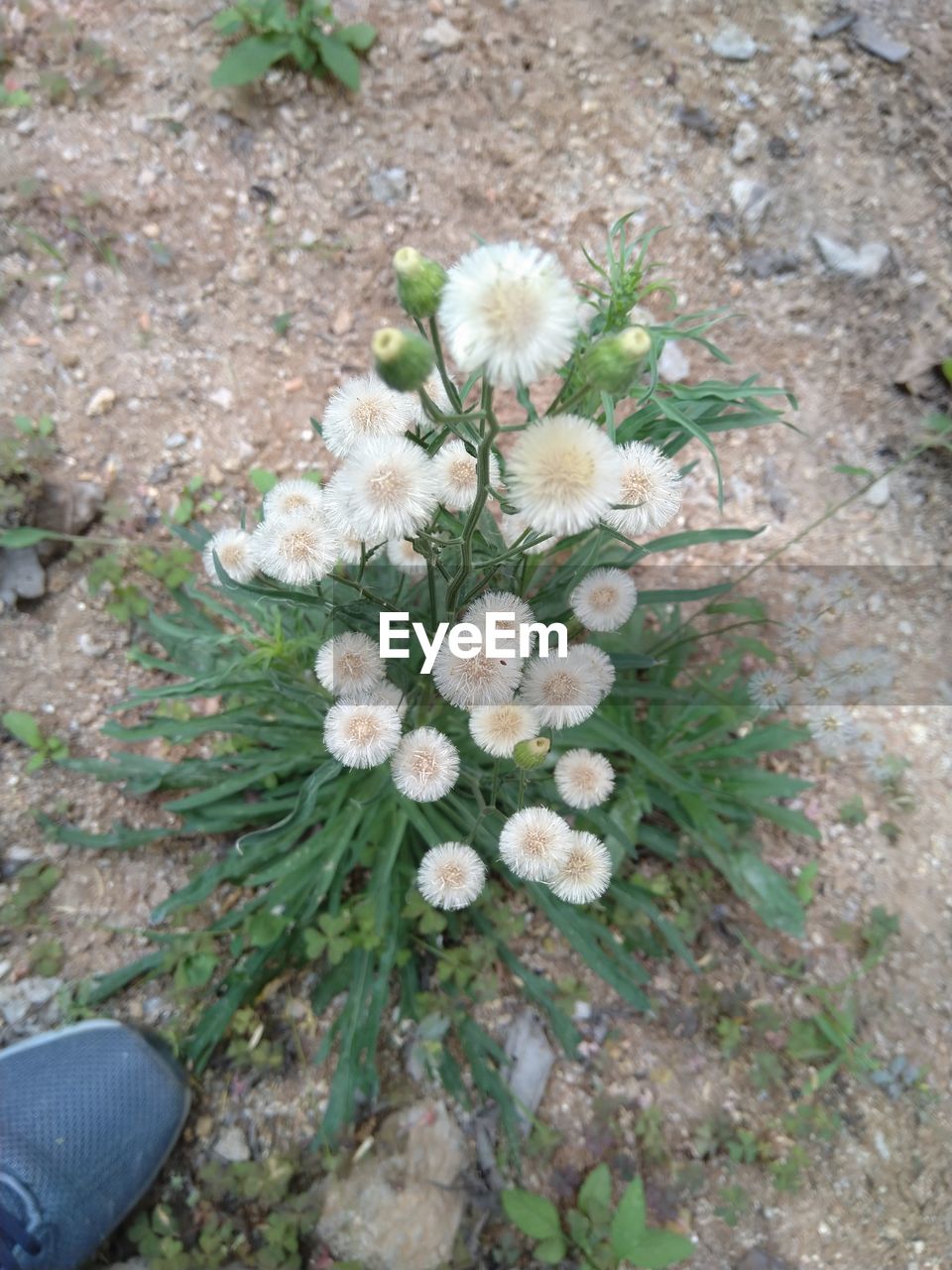 plant, flower, flowering plant, high angle view, nature, day, growth, beauty in nature, land, freshness, fragility, field, outdoors, no people, low section, white, close-up, wildflower, directly above, flower head, grass, inflorescence, green, petal