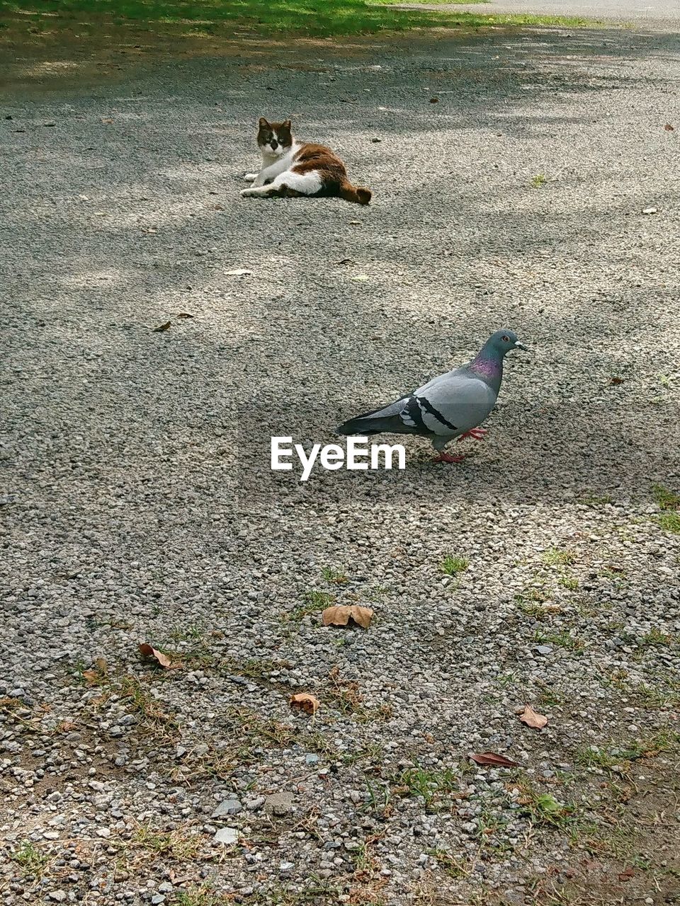 HIGH ANGLE VIEW OF BIRDS ON THE ROAD