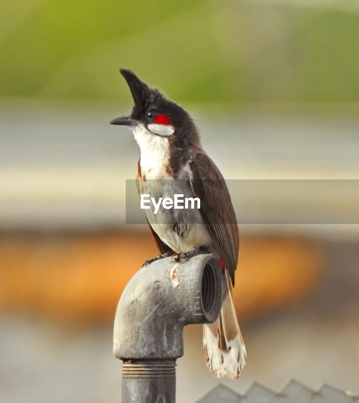 animal themes, animal, bird, animal wildlife, wildlife, one animal, beak, close-up, focus on foreground, perching, no people, nature, full length, day, outdoors