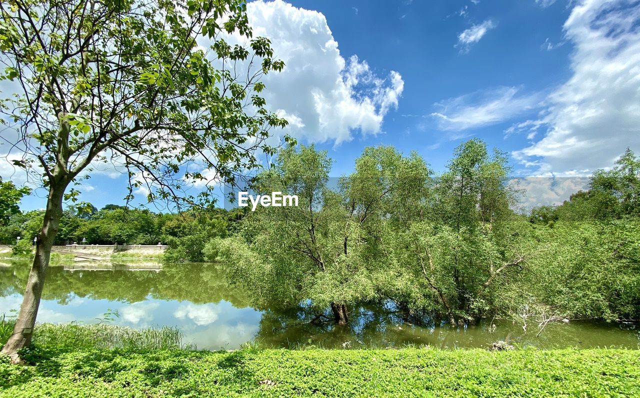 TREES BY LAKE AGAINST SKY