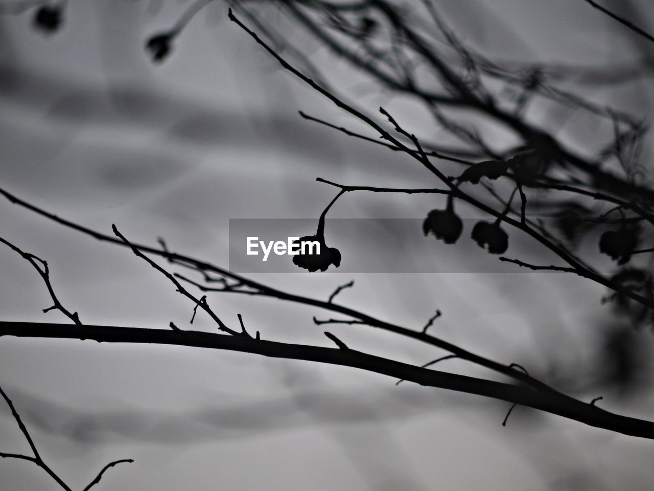 Close-up of silhouette branches