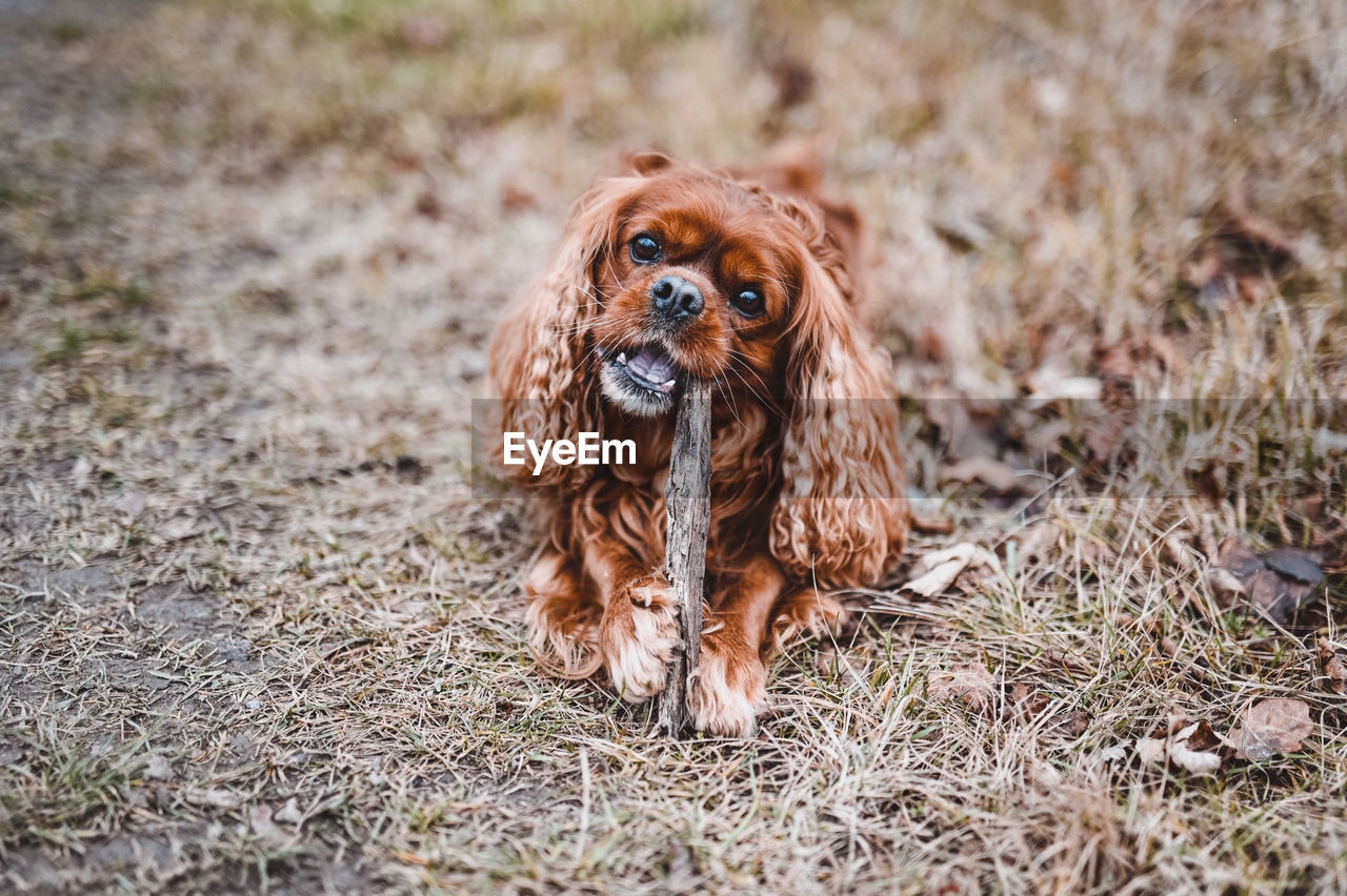 Portrait of dog on field