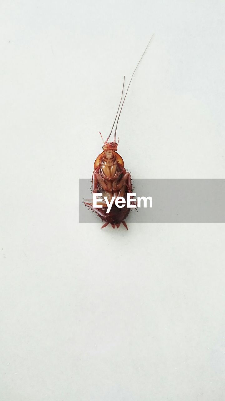 High angle view of dead cockroach against white background