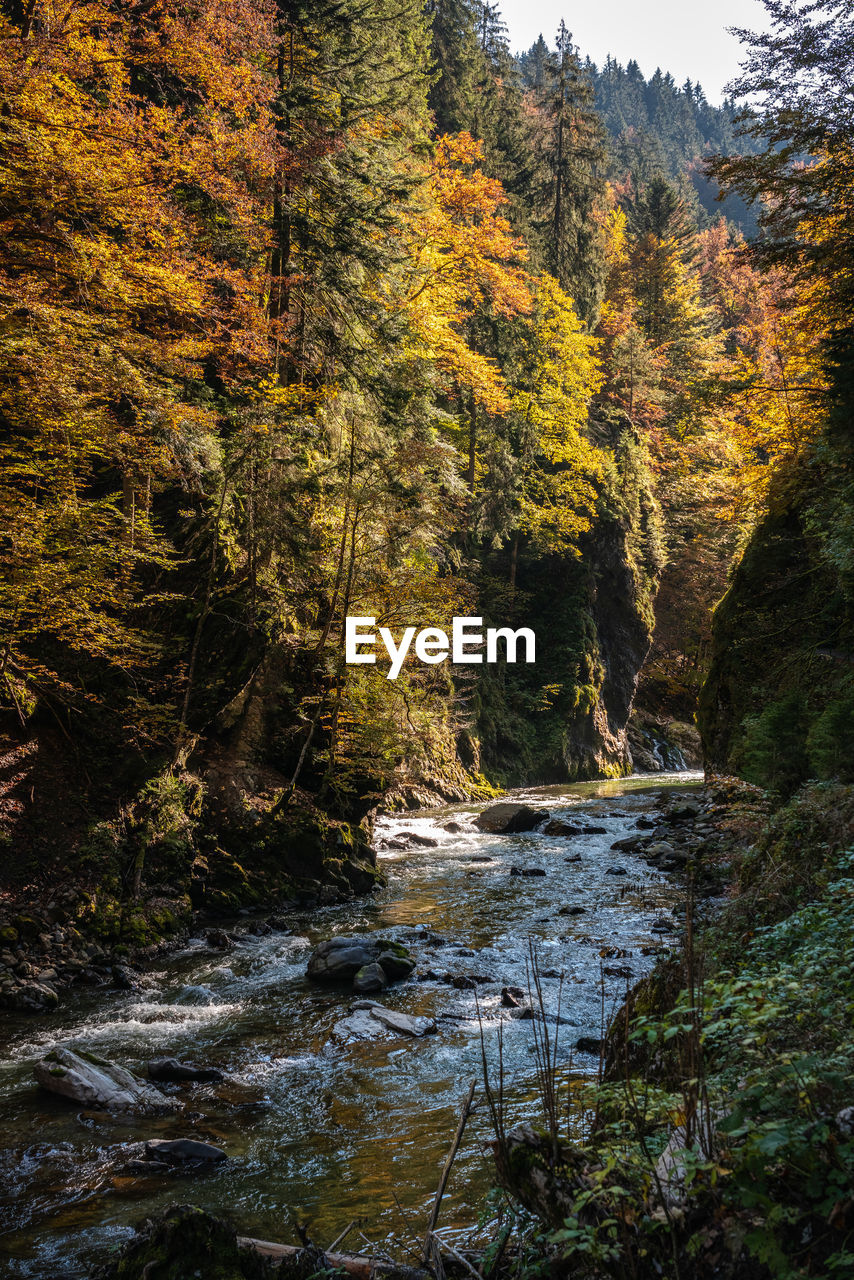 View of trees by lake in forest during autumn