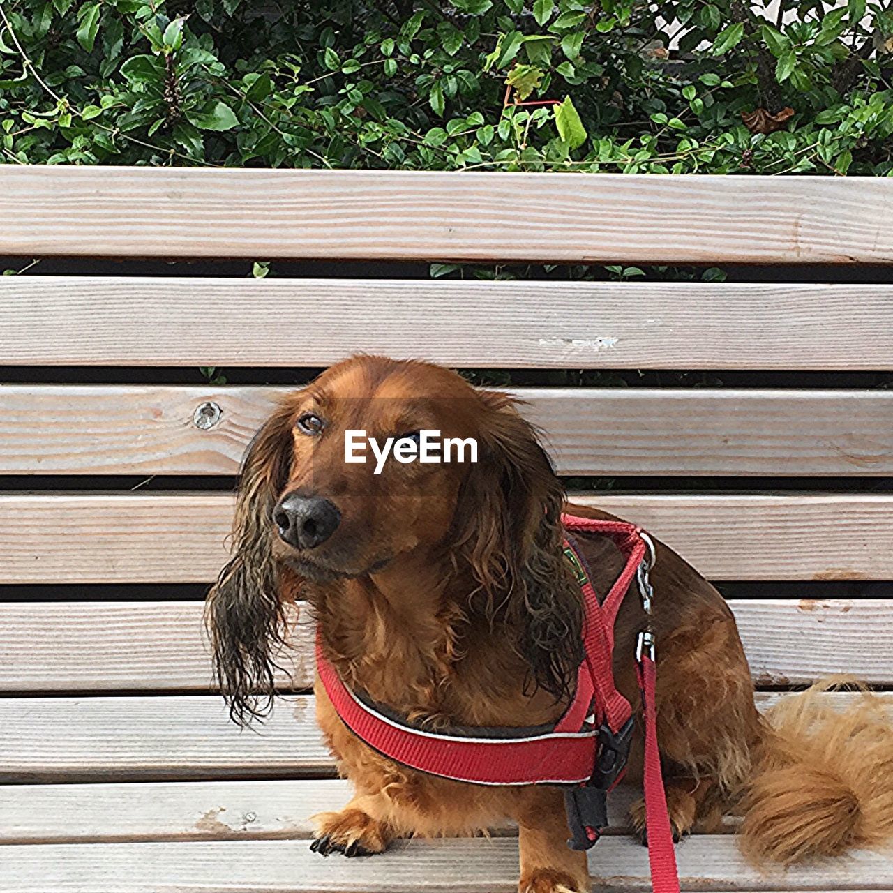 CLOSE-UP OF DOG SITTING ON TABLE