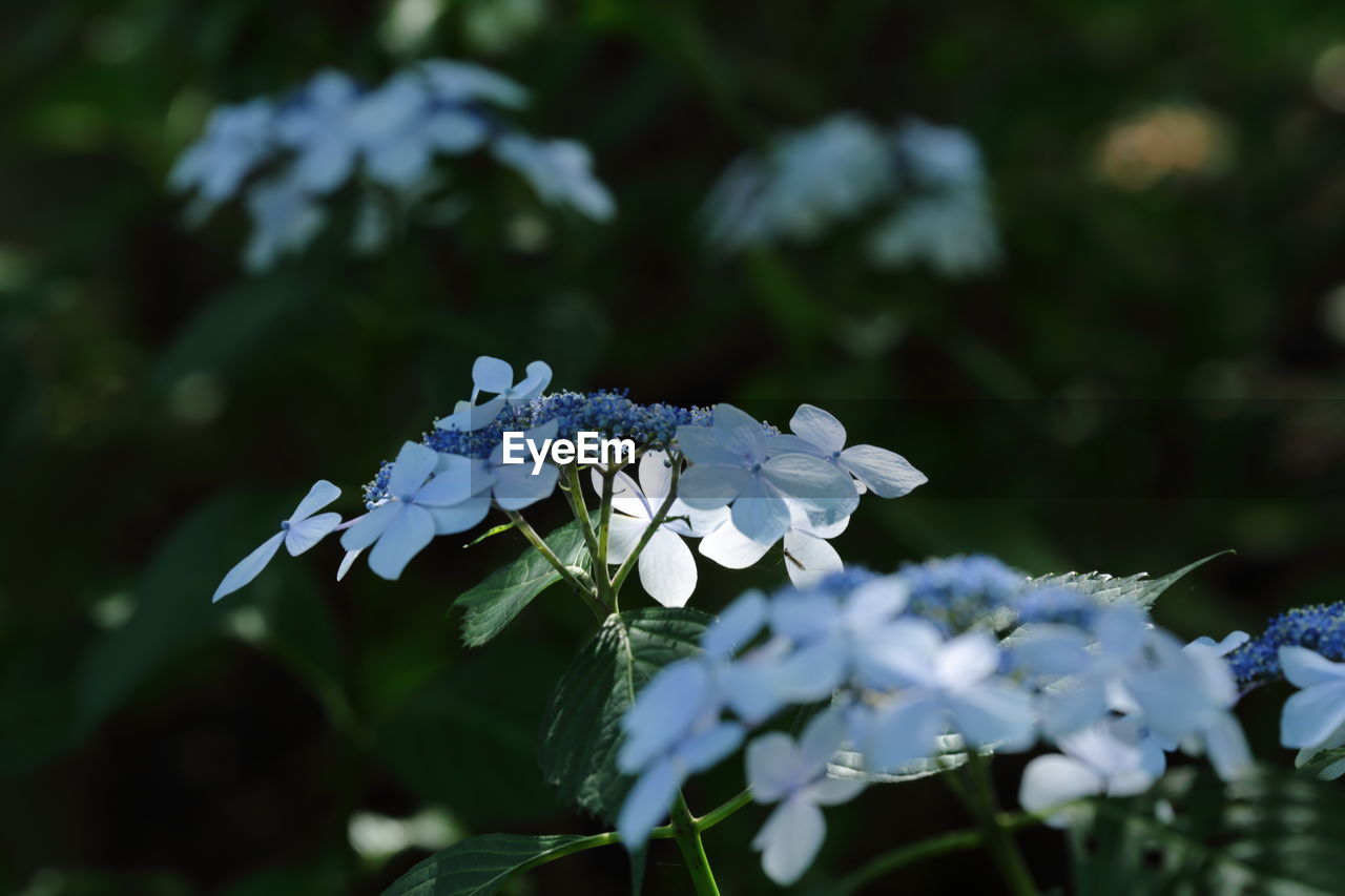 Close-up of white flowers blooming outdoors