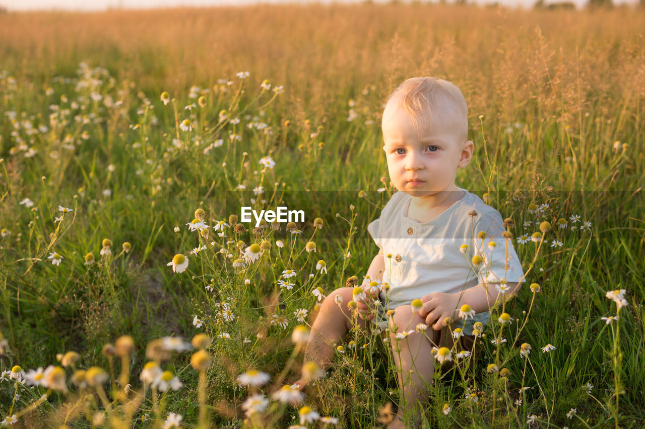 A little blond boy is sitting in the grass in a chamomile field. walking in nature