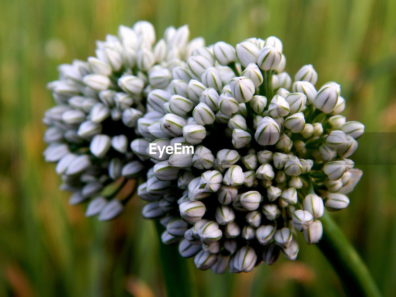 CLOSE-UP OF WHITE FLOWERING PLANTS