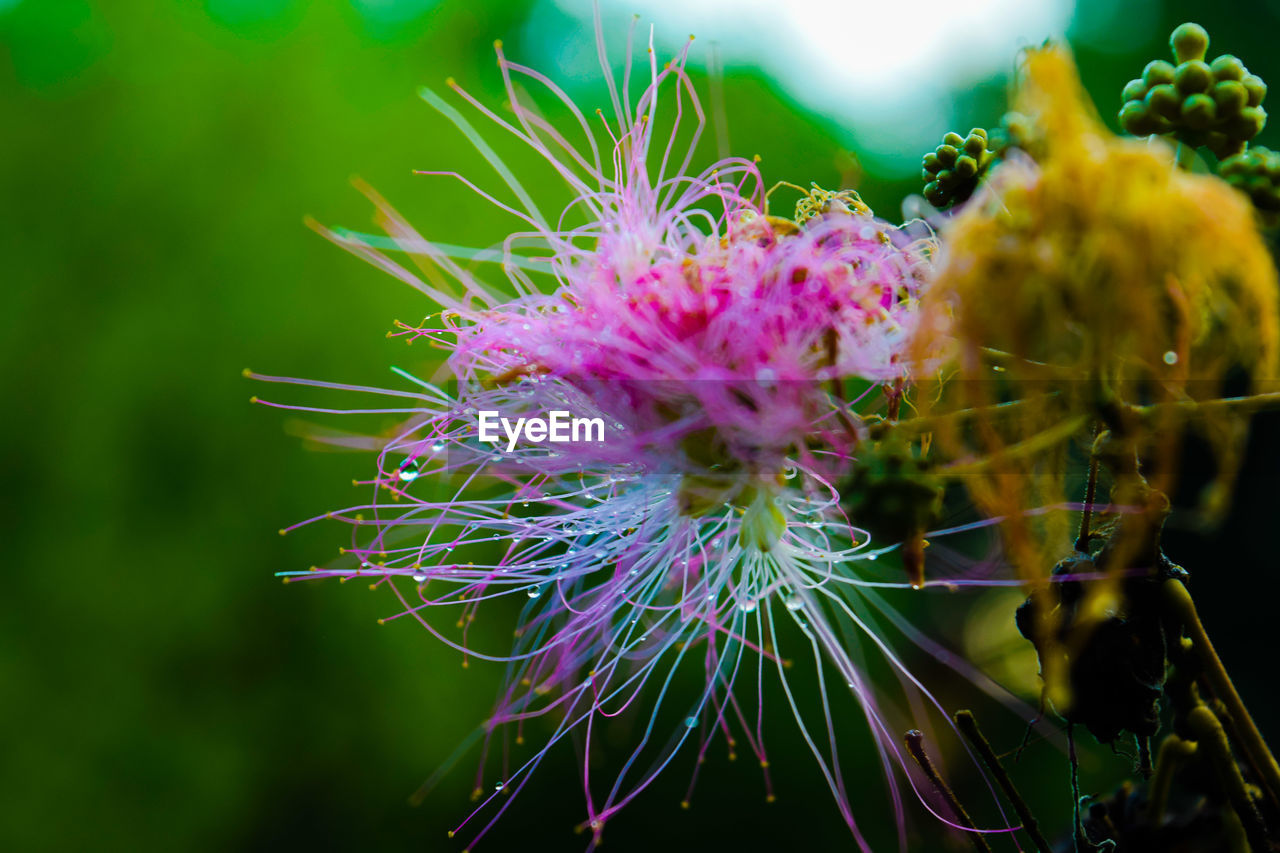Close-up of wet thistle flower growing at park