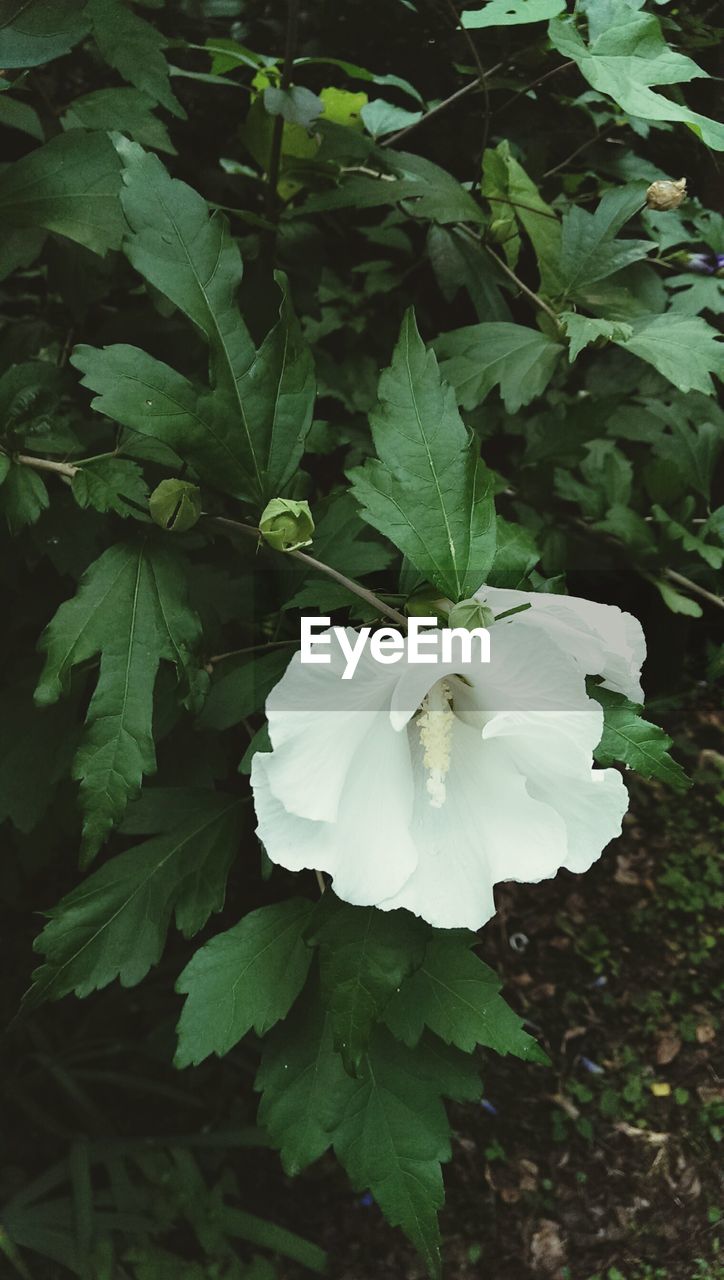 CLOSE-UP OF WHITE ROSE ON PLANT