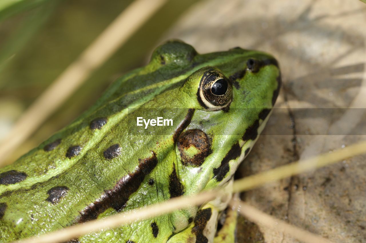 Close-up of frog seen through plants on rock