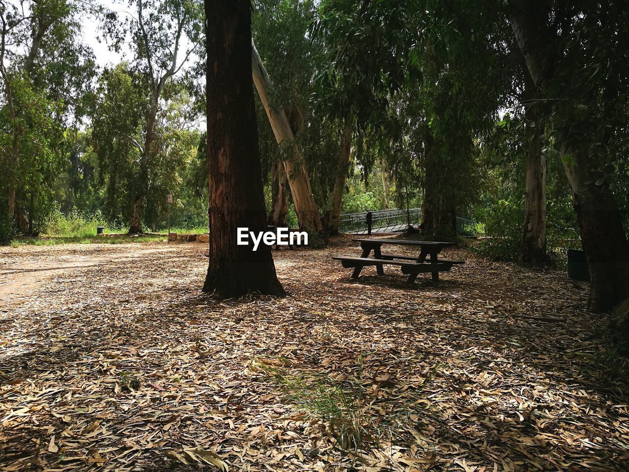 EMPTY BENCH IN FOREST