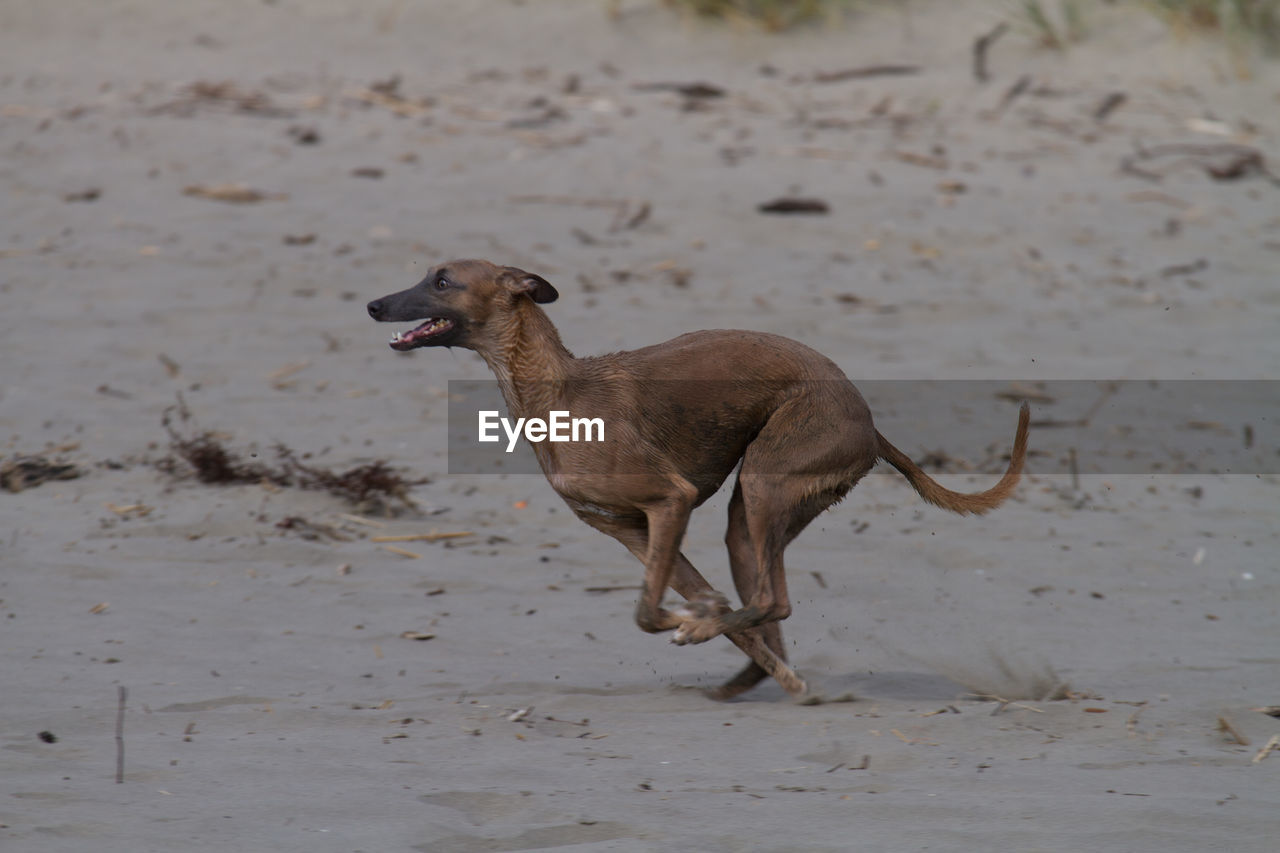 DOG RUNNING ON LAND